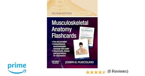 Joseph E Muscolino DC